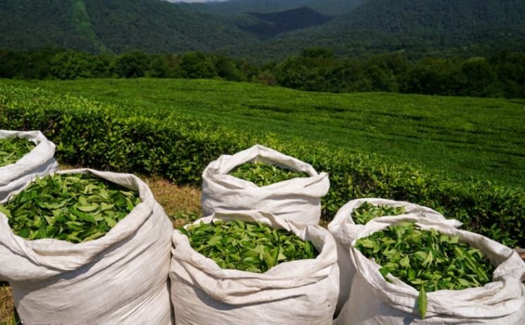 Looking for High-Quality Chrysanthemum Tea for Export? +27631501216